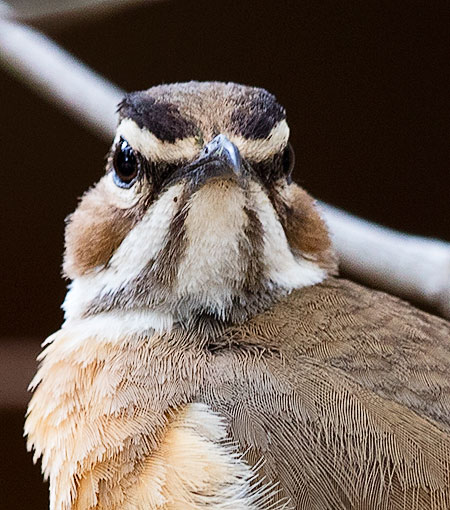 Bearded Scrub-Robin head